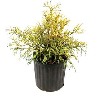 1 Gal. Cypress Gold Mop Shrub (40-Pack)