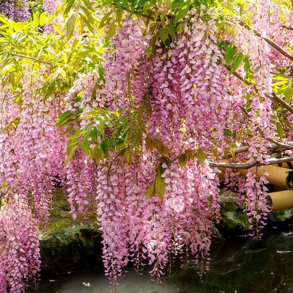 national PLANT NETWORK 1 gal. Pink Wisteria Plant with Pink Flowers HD1302  - The Home Depot