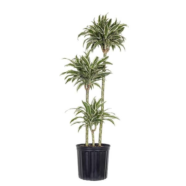 United Nursery 10 in. Dracaena Warneckii Plant Compacta in Grower Pot