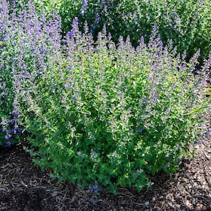2.50 qt. Pot Junior Walker Cat Mint Nepeta Live Flowering Perennial Plant (1-Pack)