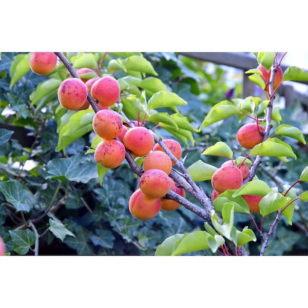 Dwarf Moorpark Apricot Tree - Largest and Sweetest Apricots (Bare-Root, 3 ft. to 4 ft. Tall, 2-Years Old)