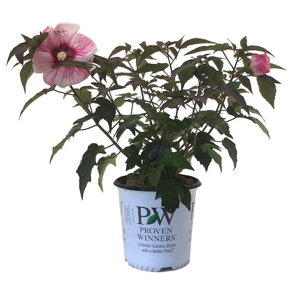 PROVEN WINNERS Rose Mallow (Hibiscus) Cherry Choco Latte (Live Plant)