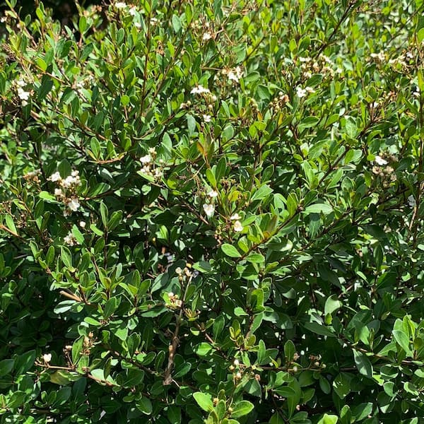 3 Gal. Mrs. Schiller's Delight Dwarf Viburnum Flowering Shrub with White Flowers
