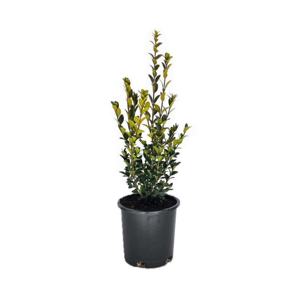 2.5 qt. Green Mountain Boxwood (Buxus x Green Mountain) Evergreen Shrub (