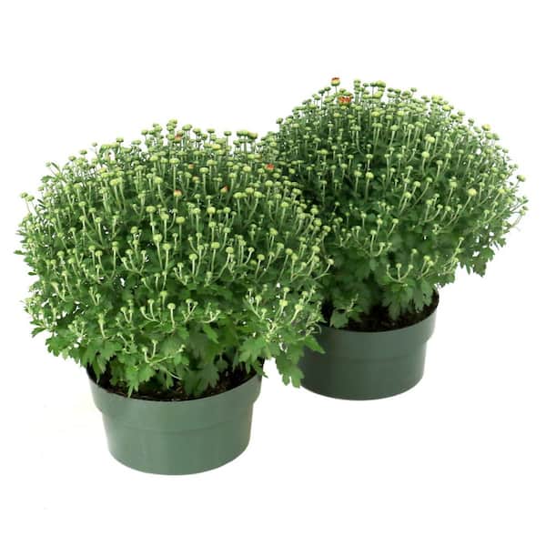 national PLANT NETWORK 8 in. Purple Chrysanthemum Plant with
