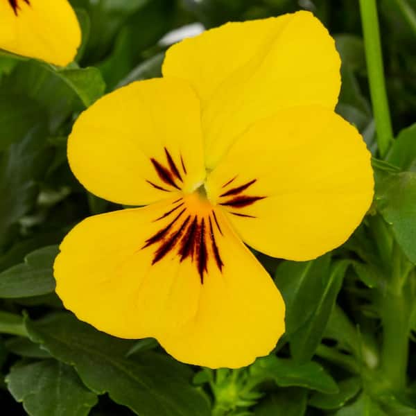 Vigoro 2QT Pansy Trailing, Freefall Xl Bright Yellow Plant with