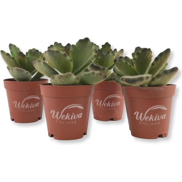 Kalanchoe Chocolate Panda-4 Live Starter Plants in 2 Inch Pots-Kalanchoe Tomentosa