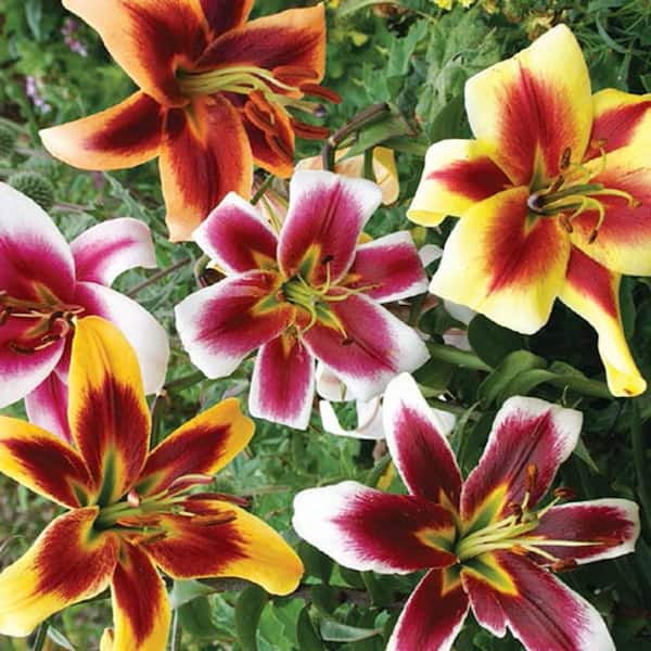 Breck's Giant Hybrid Lily Mix Bulbs (5-Pack)