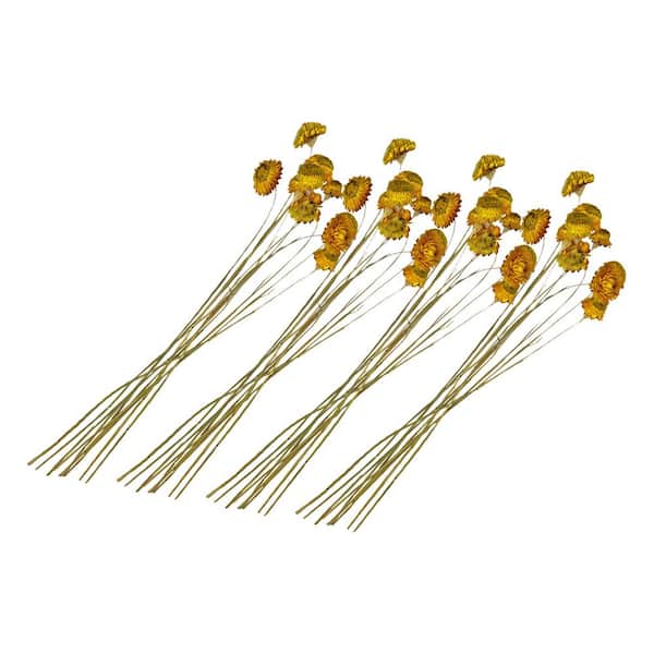 21 in. Yellow Indoor Non Artificial Dried Preserved Ruby Daisy-Pack of 4