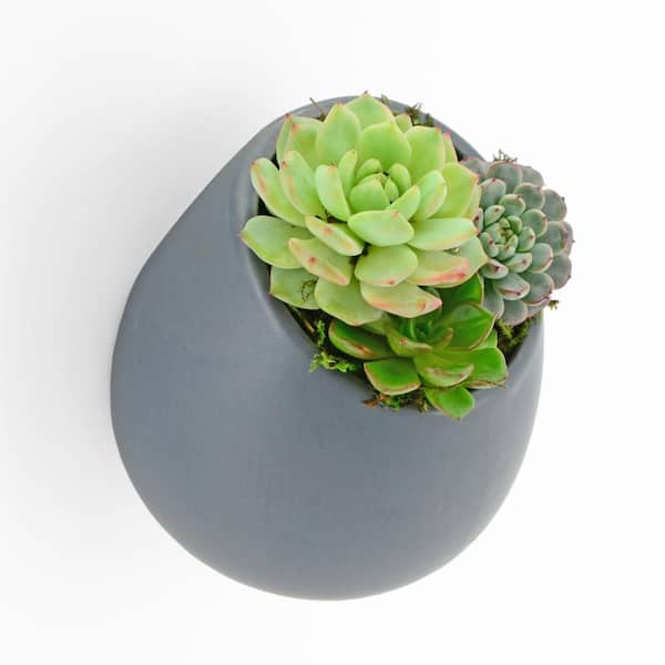 Arcadia Garden Products - Round 3 1/2 in. x 4 in. Dark Grey Ceramic Wall Planter
