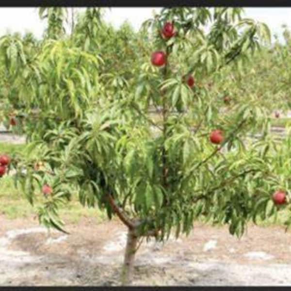 じゅんピーチ Babygold 5 Peach Tree - Stark Bro's