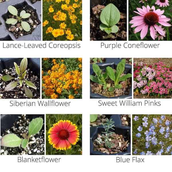 Sowing Perennial Wildflower Seeds For Success