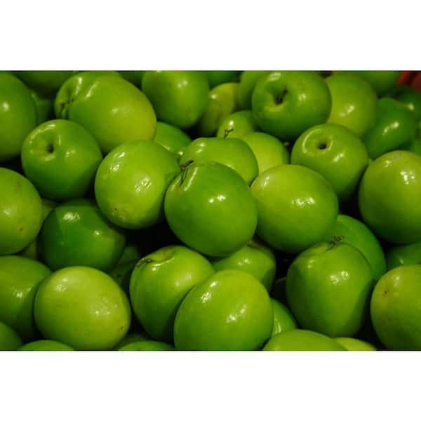 Organic Large Granny Smith Apple, 1 count