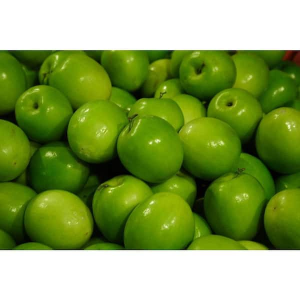 Granny Smith Apples  Tocco Fresh Produce