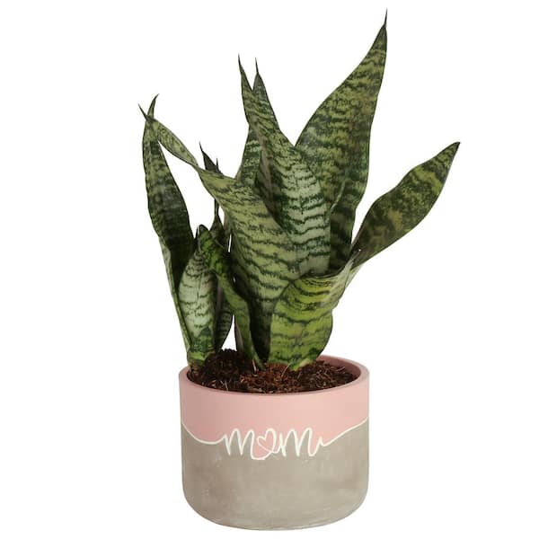 Costa Farms Grower's Choice Sansevieria Indoor Snake Plant in 6 in. Decor Planter, Avg. Shipping Height 1-2 ft.