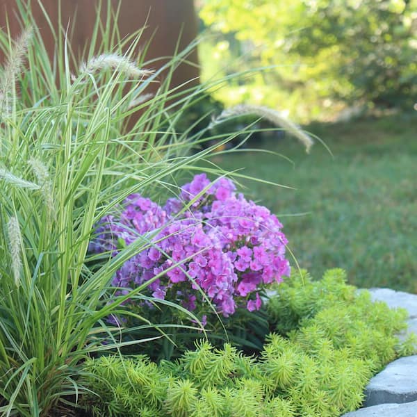 artificial plant for outdoors UV Treated Indoor/Outdoor Fake Boxwood Plant main image 1