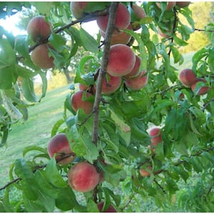 5 Gal. Flordaprince Peach Tree