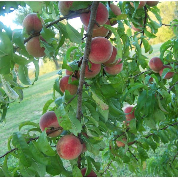 Unbranded 5 Gal. Flordaprince Peach Tree