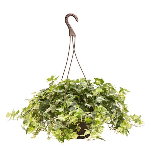 Unbranded 8 in. Angel Assortment No Ivy Plant in HB