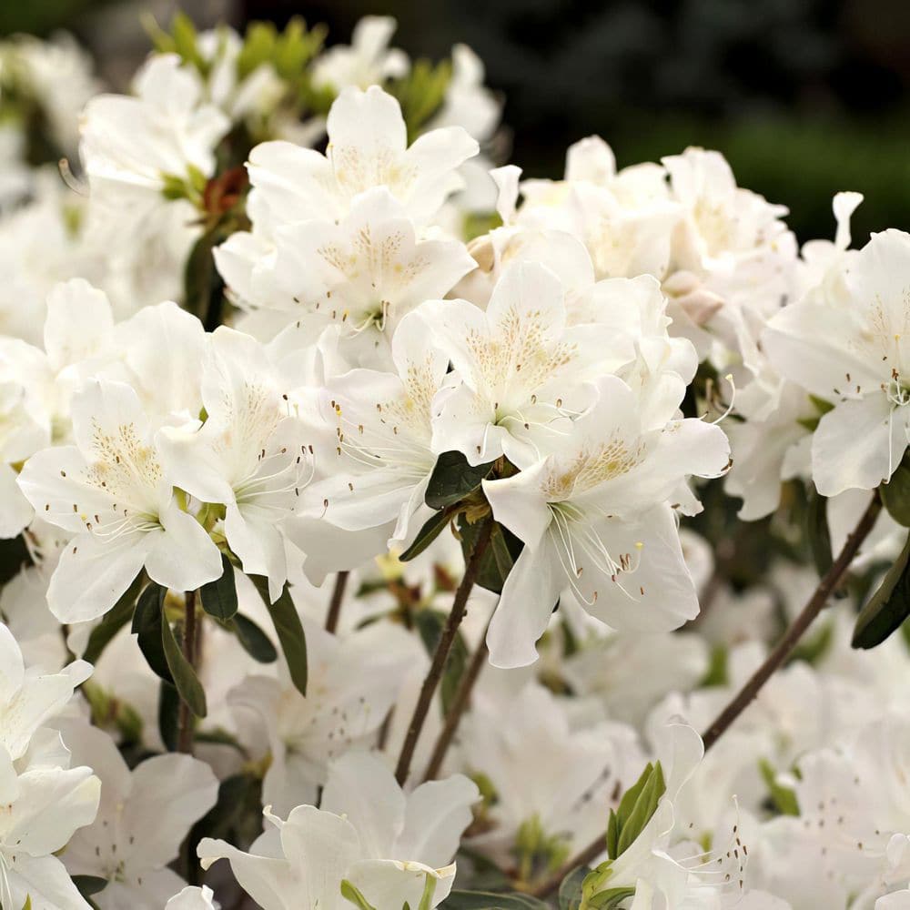 2.5 Quart Azalea 'Snow' - Flowering Shrub with White Flowers price history on PriceWatchPro