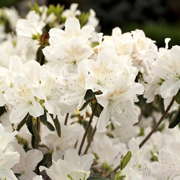 national PLANT NETWORK 2.5 Quart Azalea 'Snow' - Flowering Shrub with White Flowers
