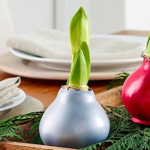 Silver Waxed 32 cm to 34 cm Red and White Flowering Amaryllis Bulb (1-Pack)