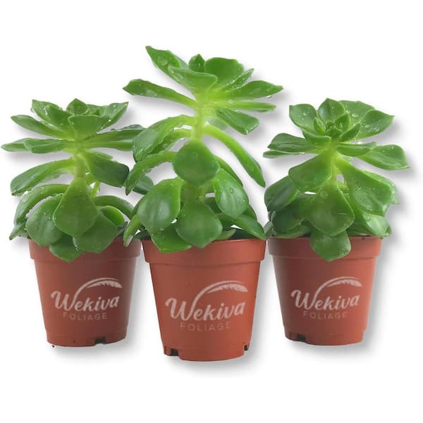 Wekiva Foliage Echeveria Letizia-2 Live Starter Plants in 2 in. Growers Pots-Rare and Colorful Compact Easy Care Succulent
