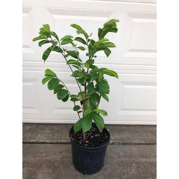 Wekiva Foliage Soursop Tree-Live Tree in a 3 Gallon Pot-Annona Muricata ...