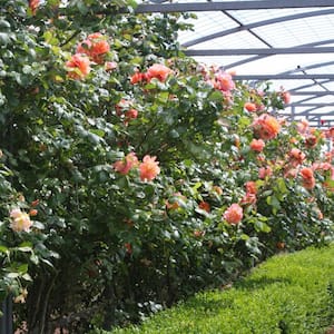 Climbing Rose Joseph's Coat with Orange Blooms (2-Bareroot)