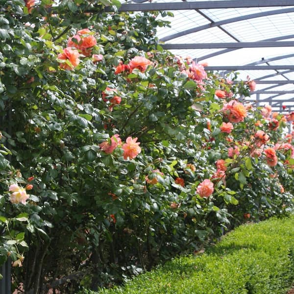 national PLANT NETWORK Climbing Rose Joseph's Coat with Orange Blooms (2-Bareroot)