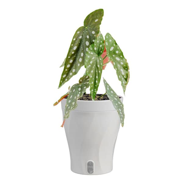 Trending Tropical Begonia Maculata Indoor Plant in 6 in. Self-Watering Pot, Avg. Shipping Height 1-2 ft. Tall