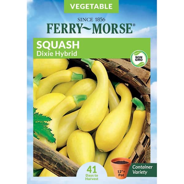 Squash Dixie Hybrid Seed