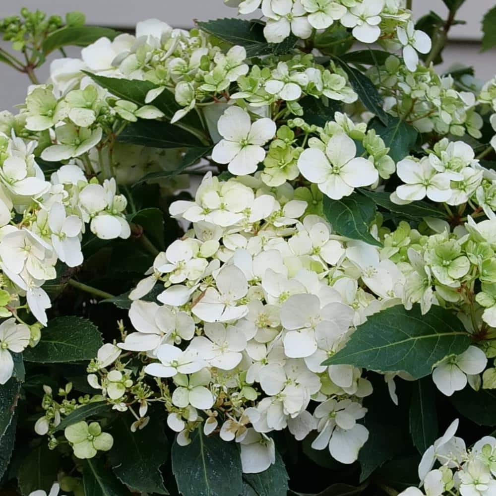 Proven Winners 1 gal. Fairytrail White Cascade Hydrangea
