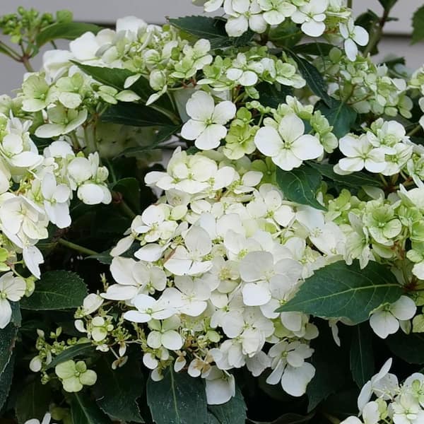 1 gal. Fairytrail White Cascade Hydrangea (Hydrangea x) Live Flowering Shrub with White Flowers