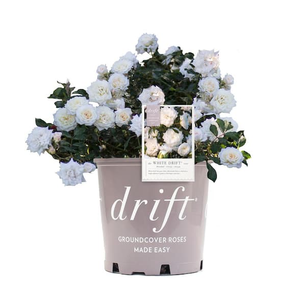 3 Gal. White Drift Rose Bush with White Flowers