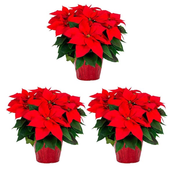 2 Qt. Christmas Poinsettia Red w/Red Foil (3-Pack)