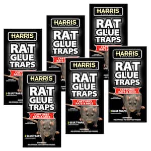 Pre-baited Rat Glue Traps (6-Pack)