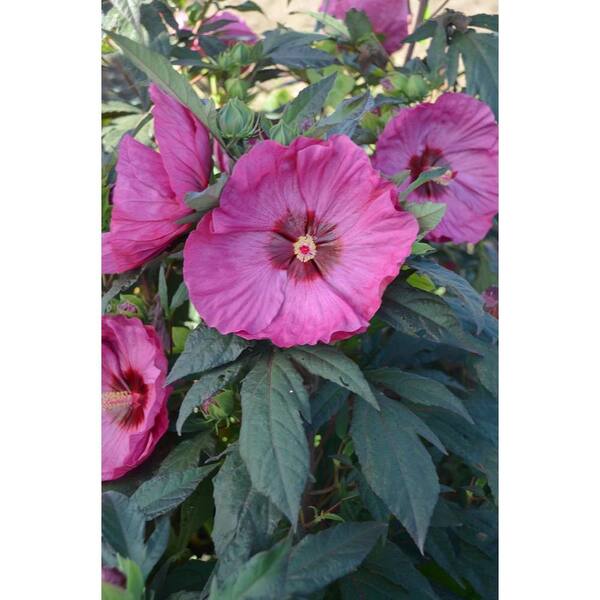 PROVEN WINNERS Summerific Berry Awesome Rose Mallow (Hibiscus) Live Plant, Pink Flowers, 3 Gal.