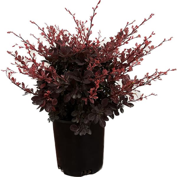 Unbranded 2.5 Qt. - Rose Glow Barberry Live Shrub with Deep Red, Purple Folliage and Pink Marbling