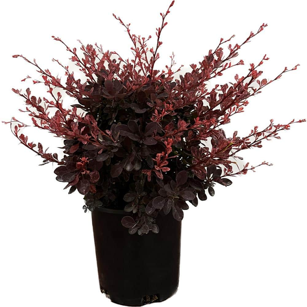 2.5 Qt. - Rose Glow Barberry Live Shrub With Deep Red, Purple Folliage 