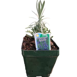 4 in. Pot Phenominal Lavender Plant