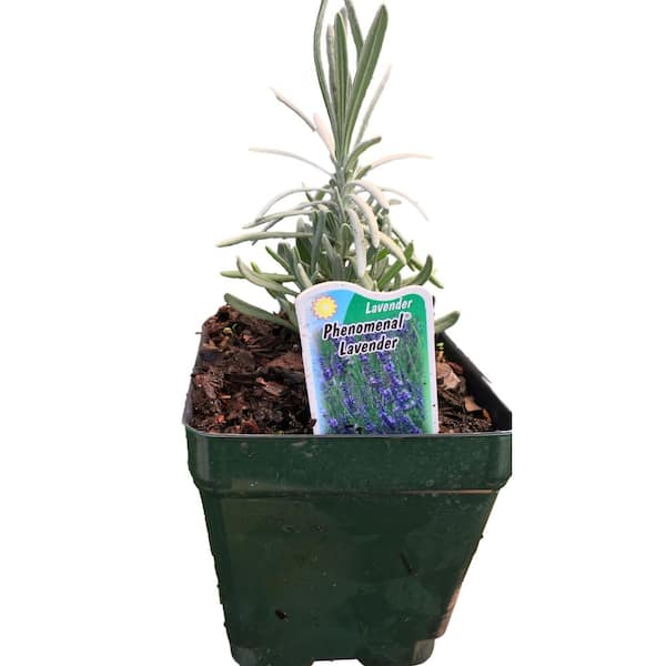 Daylily Nursery 4 in. Pot Phenominal Lavender Plant