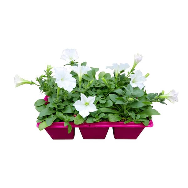 EASY WAVE 6-Pack White Easy Wave Petunia Annual Plant with White Flowers