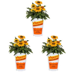 2 Qt. Echinacea Coneflower Artisan Yellow Ombre Perennial Plant (3-Pack)