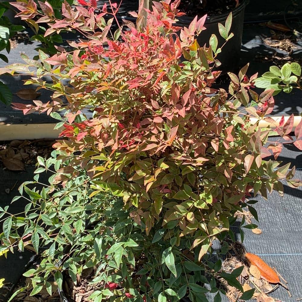 3 Gal. Gulf Stream Compact Heavenly Bamboo Nandina Flowering Shrub with White Flowers price history on PriceWatchPro
