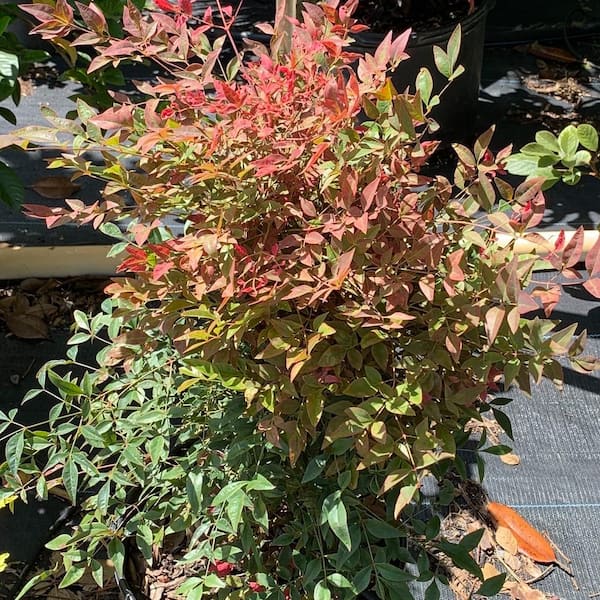 OnlinePlantCenter 3 Gal. Gulf Stream Compact Heavenly Bamboo Nandina Flowering Shrub with White Flowers