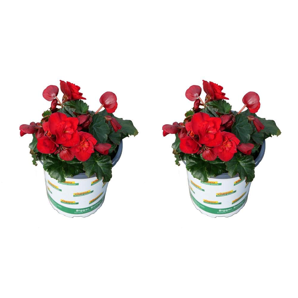 1.0 qt. Begonia Annual Plant with Red Flowers (2-Pack) price history on PriceWatchPro