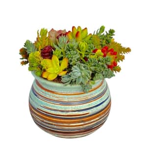 Succulent Plants Collection Flowers with Green Ceramic Container