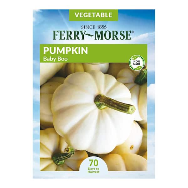 Ferry-Morse Pumpkin Baby Boo Fruit Seeds