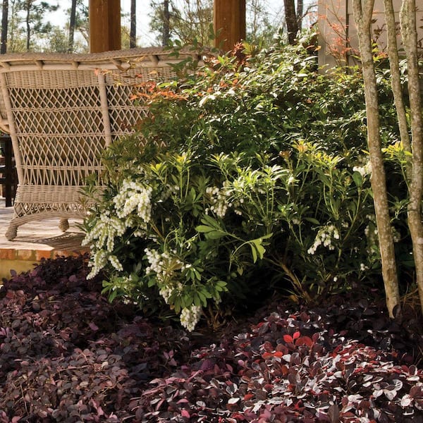 SOUTHERN LIVING 2 Gal. Mountain Snow Pieris (Lily of the Valley
